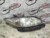 ФАРА HONDA ПРАВО 33101SJKN01 VB425